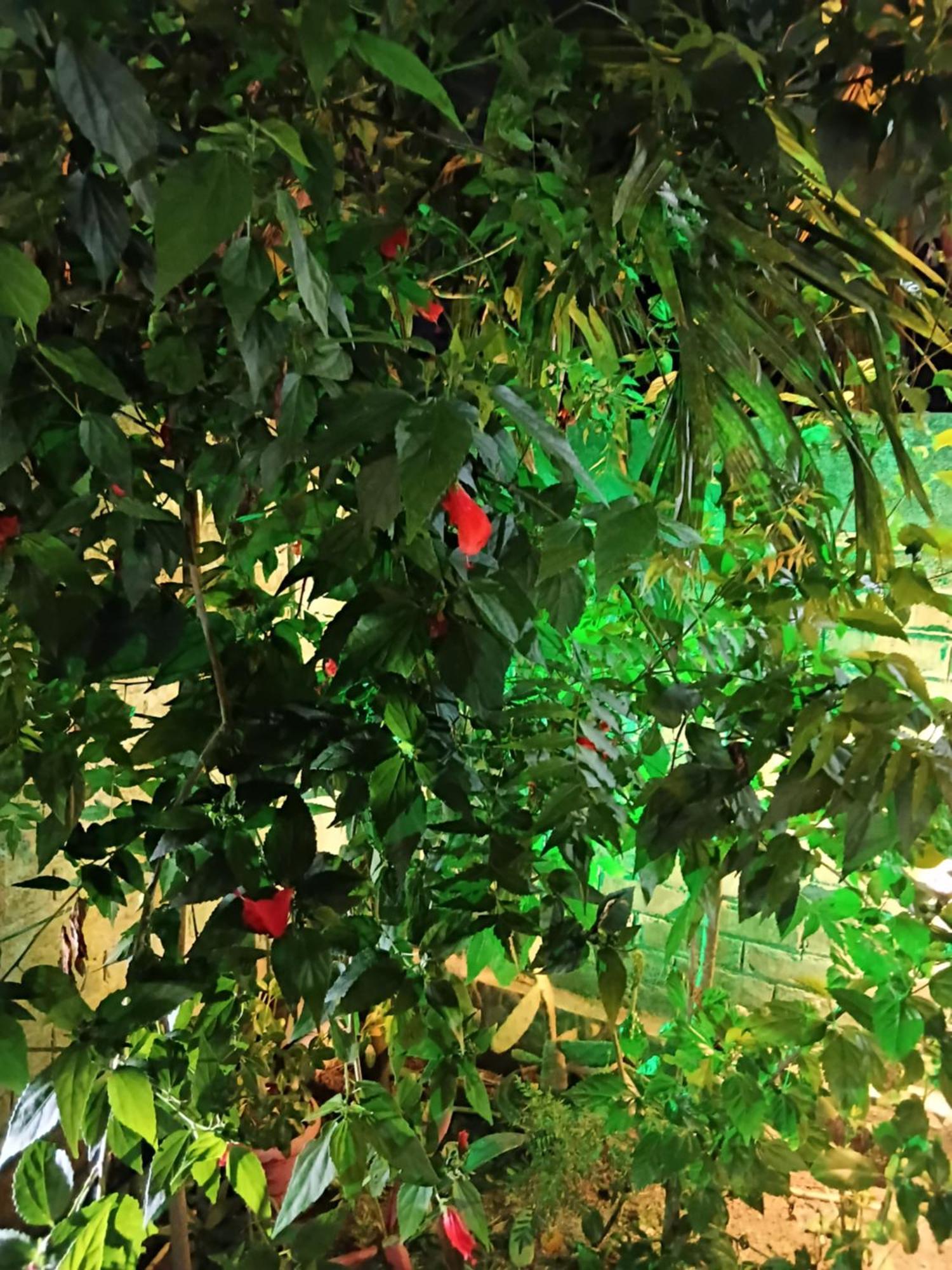 Green View Homestay Siliguri Esterno foto